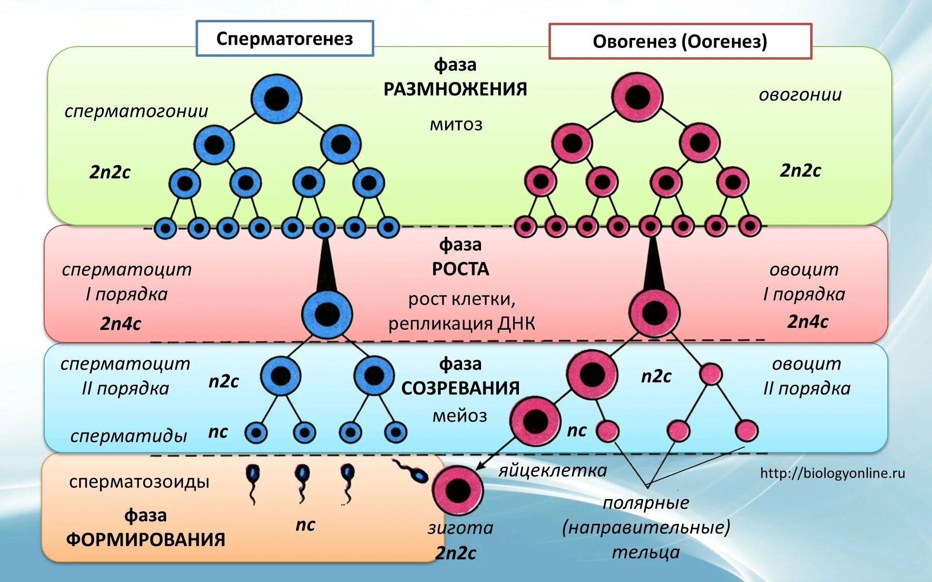 Периоды гаметогенеза схема. Сперматогенез оогенез овогенез. Схема сперматогенеза и овогенеза. Онтогенез и сперматогенез.