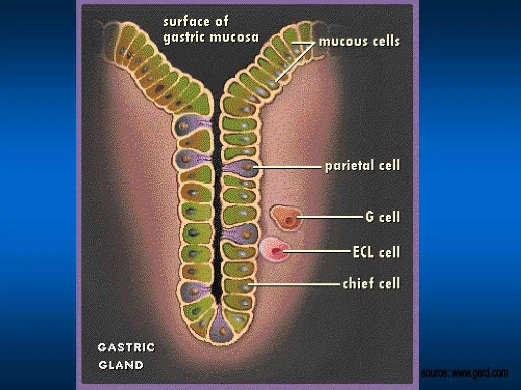 Главные клетки желудка вырабатывают. G клетки желудка. ECL клетки желудка. Клетки желудка секретирующие гистамин. G клетки желудка вырабатывают.