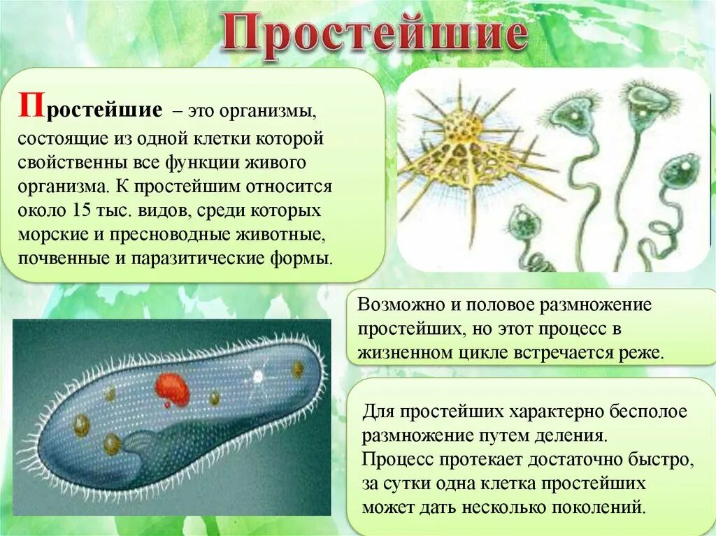 Простейшие организмы. Простейшие одноклеточные животные. Простейшие одноклеточные организмы. Простейшие организмы названия. Основные группы простейших