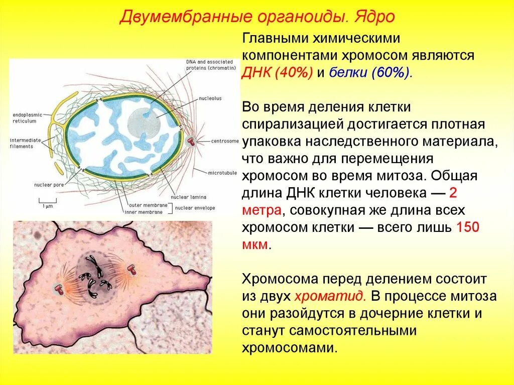 Строение органоида ядро. Ядрышко двумембранный органоид. Двумембранные органоиды клетки ядро. Функции органелл клеток ядрышко. Какие клетки участвуют в делении