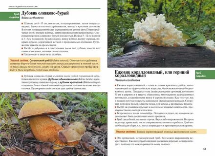 Как распознать съедобные грибы