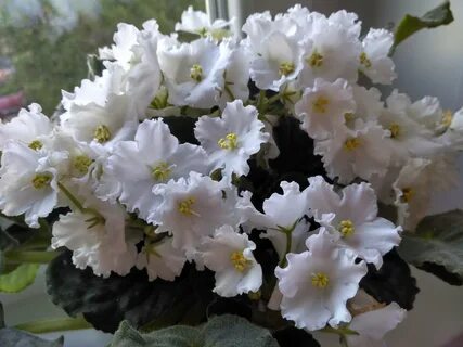 Белые фиалки сорта с названиями