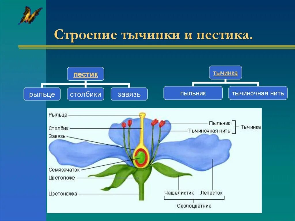 Две главные части цветка. Строение растения тычинка пестик. Строение пыльника цветковых растений. Что такое пестик у цветка биология 6 класс. Пыльник тычиночная нить рыльце.