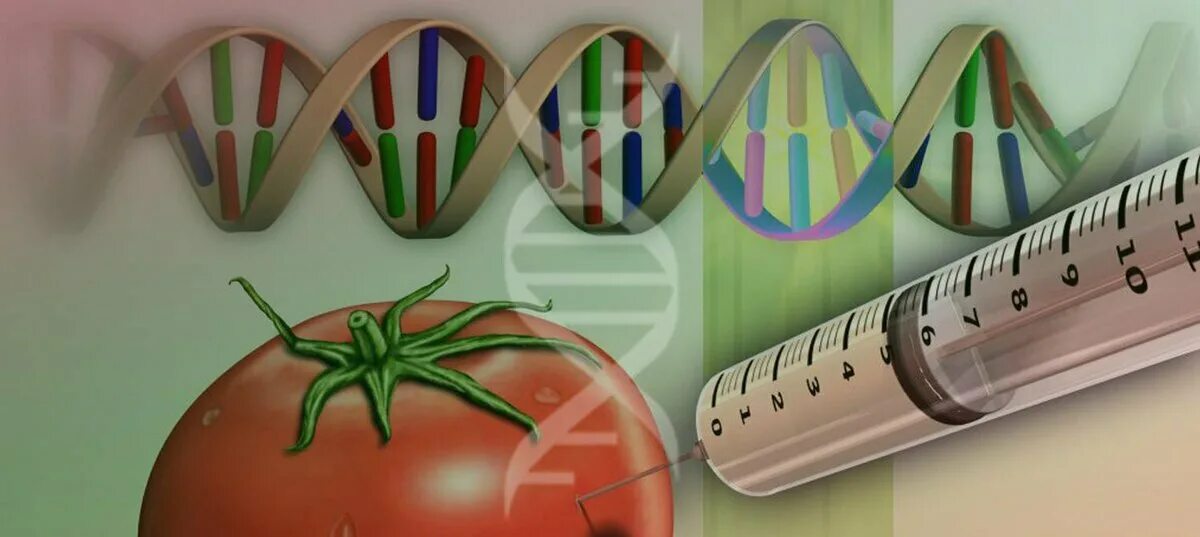 Гендік өзгеріске ұшыраған тағамдар. ГМО генная инженерия. ГМО И трансгенные организмы. Генная инженерия еда. Генная инженерия растений.