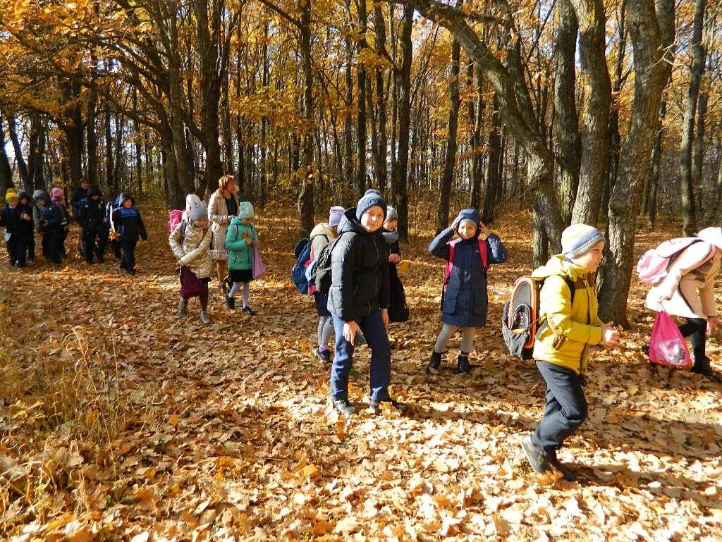 Прогулки детям экскурсии. Экскурсия в осенний лес. Прогулка в осеннем лесу. Экскурсии для школьников. Экскурсия по осеннему лесу.