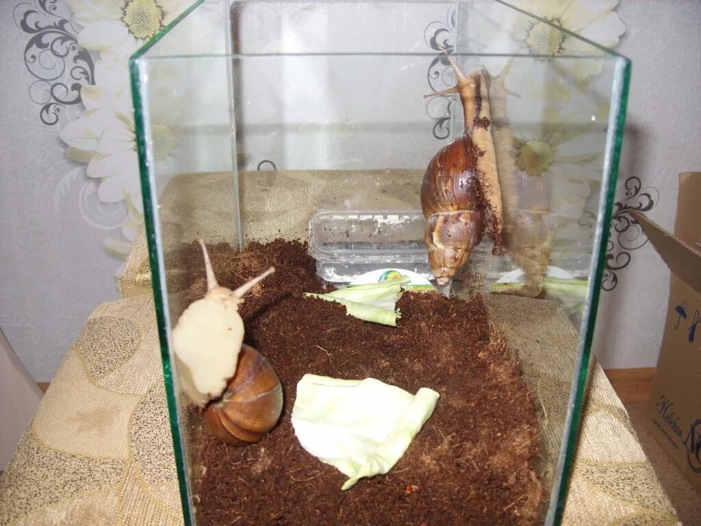 Домик для улитки