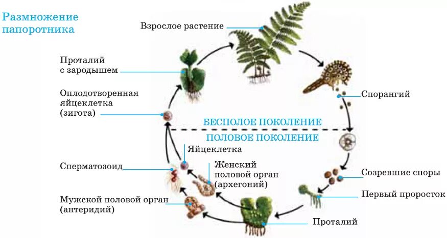 Гаметофит имеет набор хромосом. Чередование поколений у мхов и папоротников схема. Жизненный цикл папоротника бесполое поколение. Циклы развития растений схемы мхи. Цикл размножения папоротниковидных.