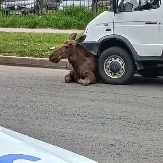 Лось на кад