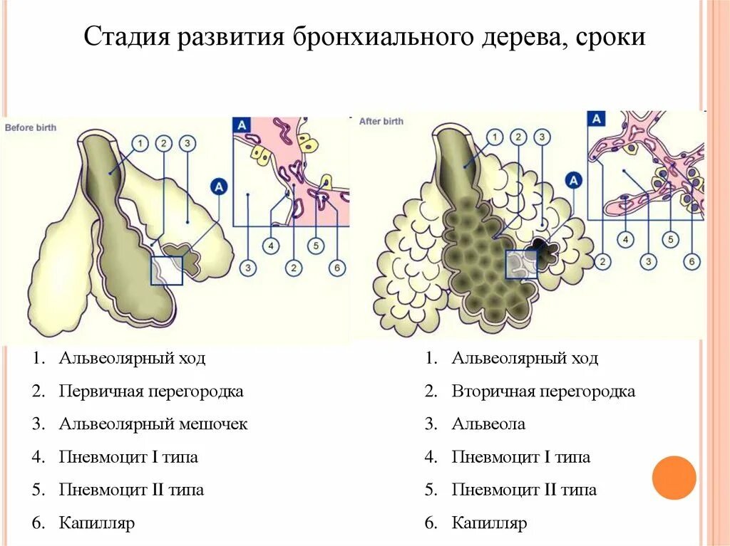 Стадии развития легких. Стадии развития лёгких. Стадии развития органов дыхания. Этапы эмбрионального развития органов дыхания. Эмбриогенез органов дыхательной системы.