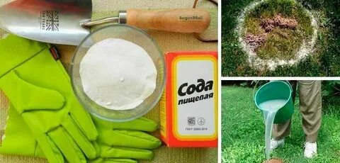 Сода от муравьев на огороде