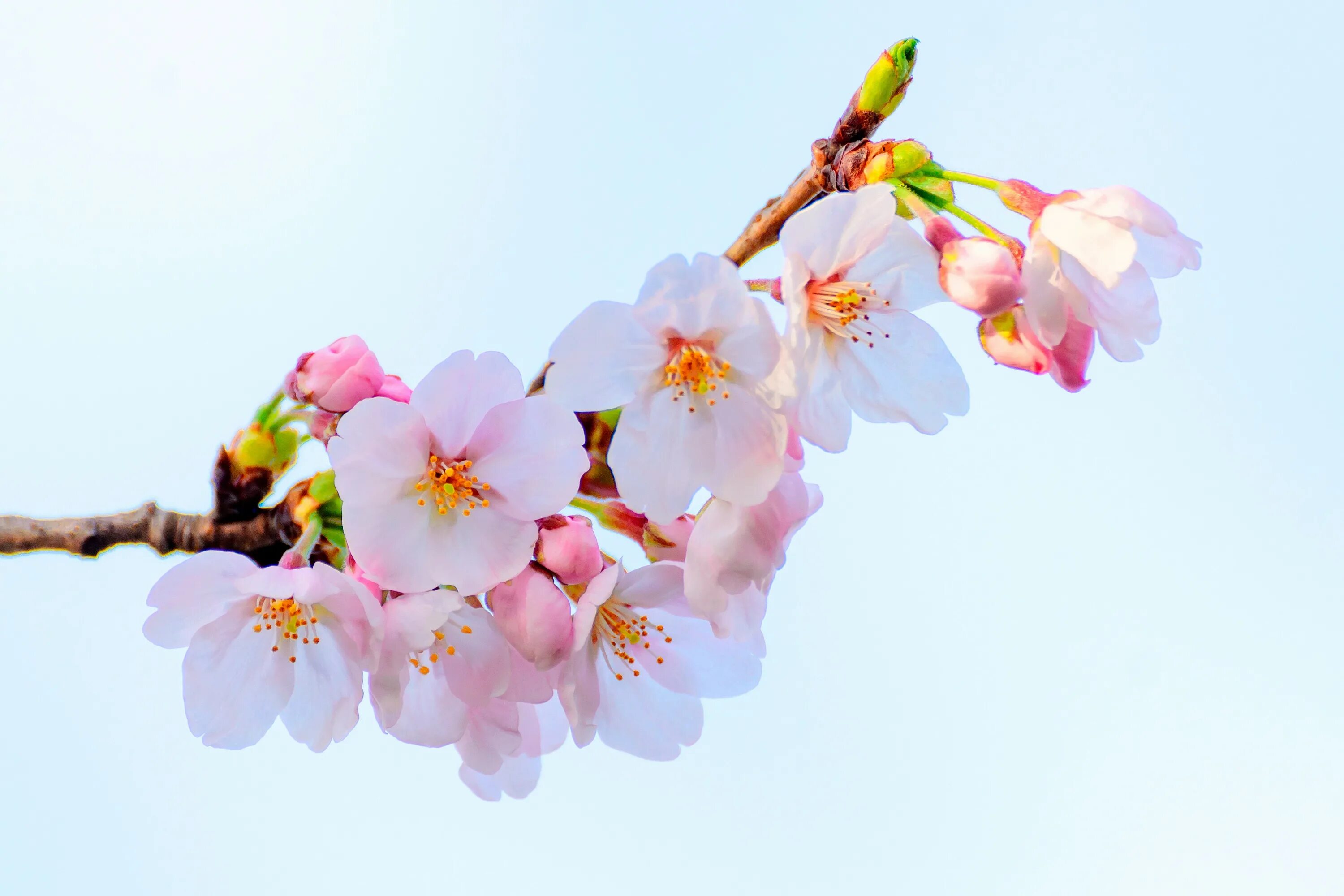 Весенние цветы картинки с надписями. Цветущие ветки. Ветка Сакуры. Цветы вишни. Цветущая ветка вишни.