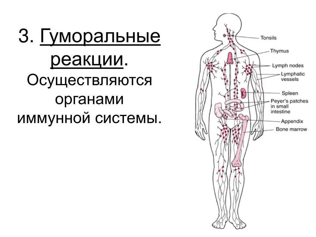 Органы иммунной реакции. Иммунная система человека. Органы иммунной системы человека. Иммунная система человека схема. Органы иммунной системы схема.