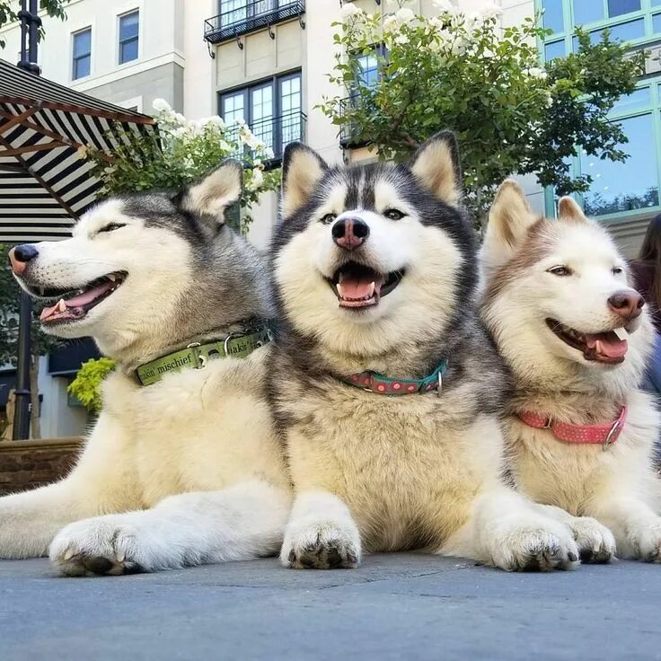 Épinglé par Lydia Cournoyer sur Les chiens en 2020 Malamute de l'alaska