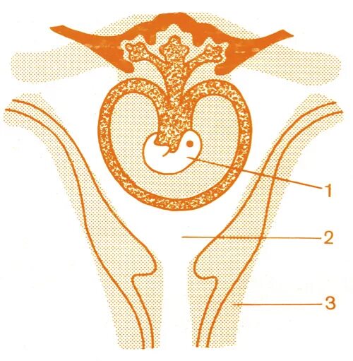 формирование женского организма