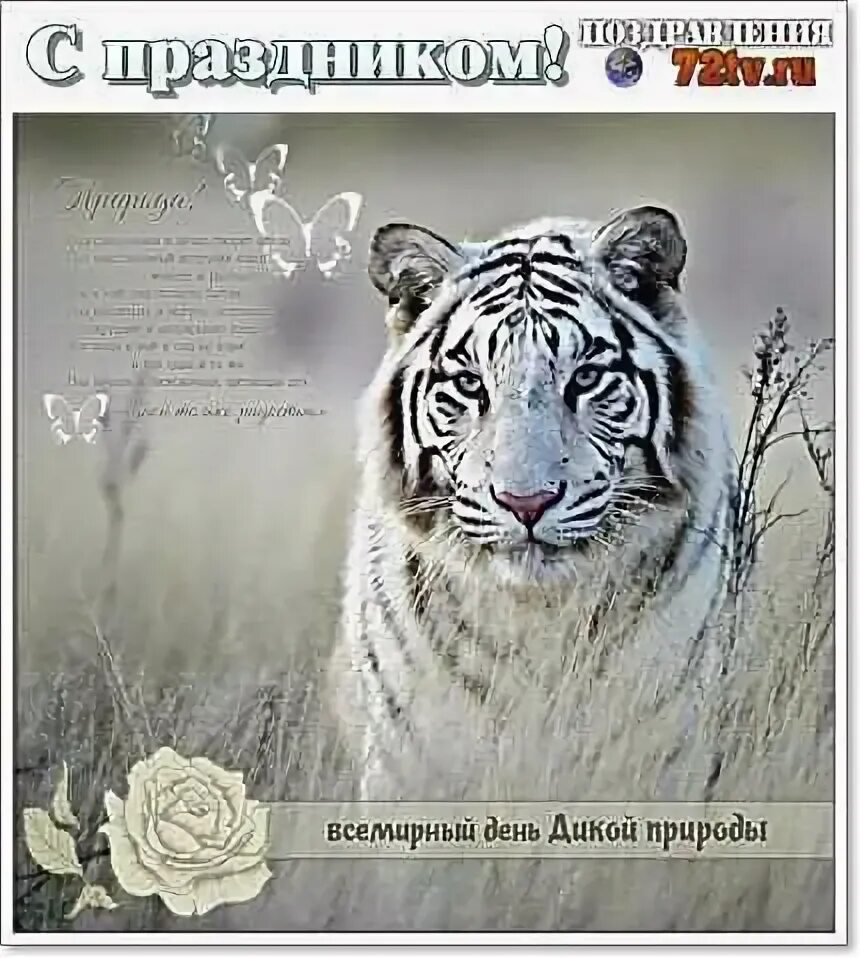 День дикой природы 22 февраля картинки. Всемирный день дикой природы. поздравления с днём дикой природы.