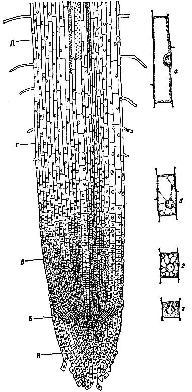 клетки чехлика корня. корневой чехлик зона деления. корневой чехлик зона роста. образовательная ткань корня чехлик. клетки корневых волосков.