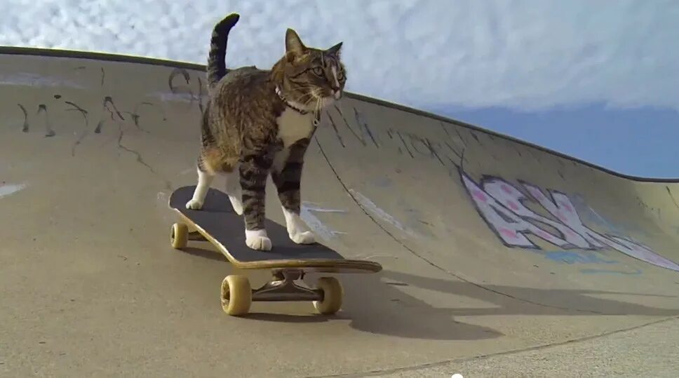 Кошка ездит. Кот на скейте. Кот катается на скейте. Кот со скейтом. Котенок на скейтборде.