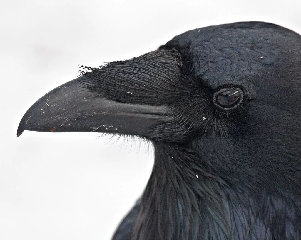 Толстоклювый ворон. Гуамский ворон. Вороний клюв. Клюв ворона.