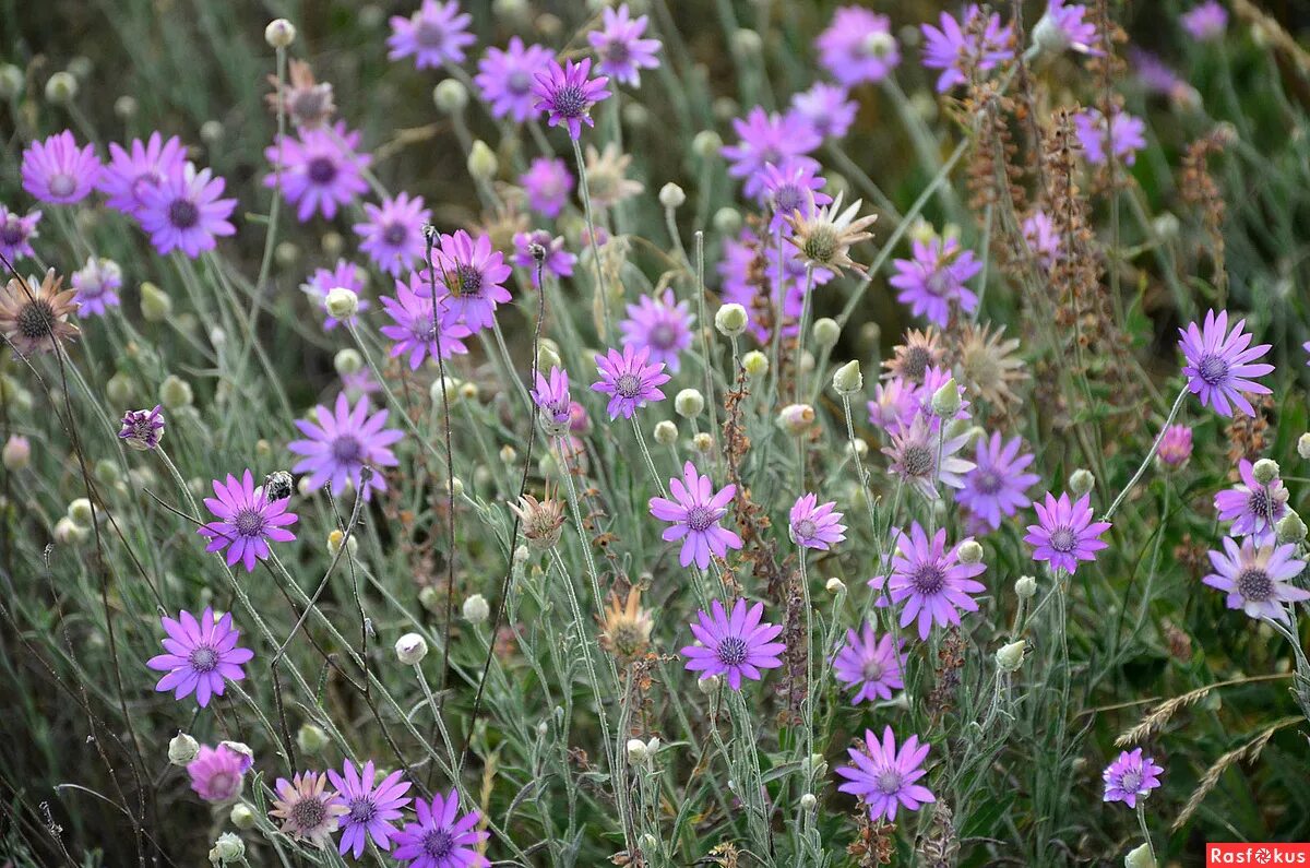 File:Die Strohblume, lat. Helichrysum bracteatum, Xerochrysum bracteatum, Bracte