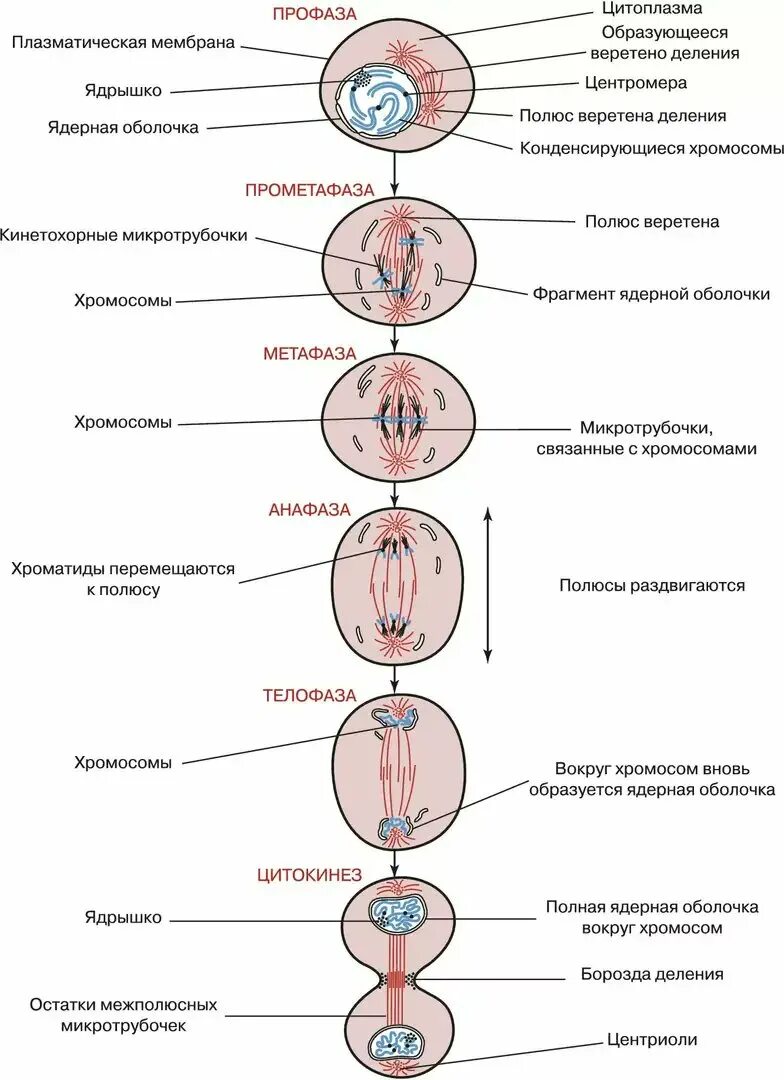 Последовательность изменения строения. Фазы митоза схема. Деление клетки схематическое изображение. Фаза митоза схематическое изображение события фазы. Деление клетки митоз схема.