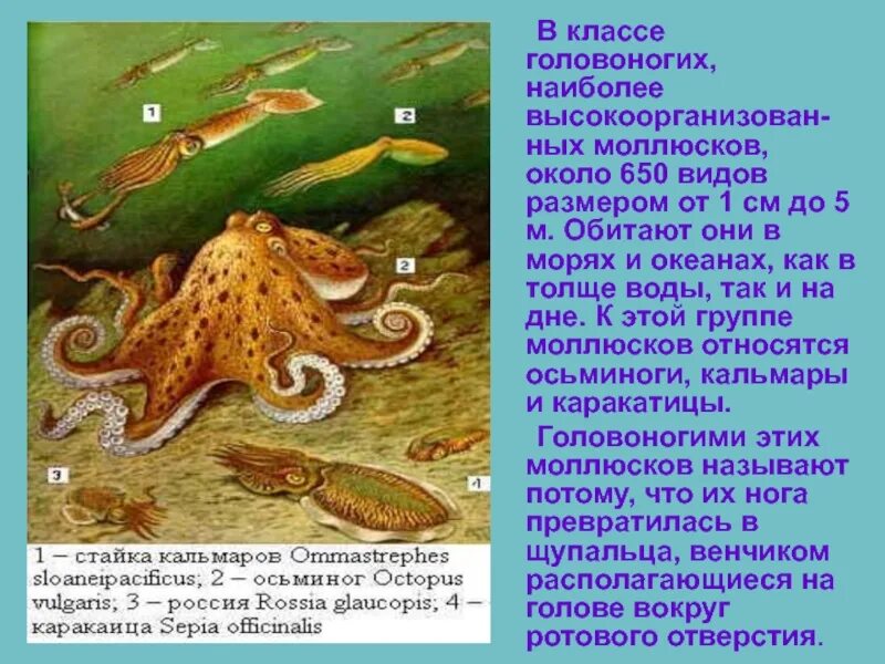 Головоногие тест. Моллюски головоногие моллюски. головоногие моллюски биология. класс головоногие осьминог. интересные факты про головоногих моллюсков.