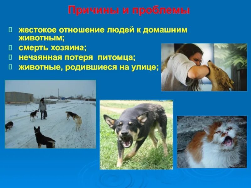Проблема отношения животным. Проблема отношения животным