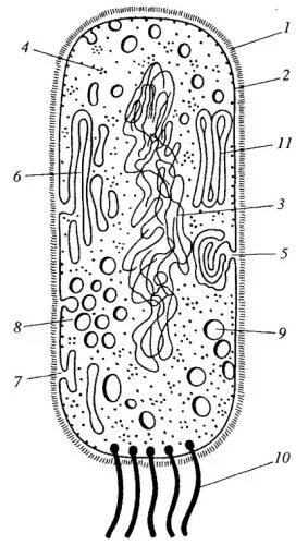 Прокариотическая клетка бактерии строение. Прокариотическая бактериальная клетка. 4. Прокариотическая клетка бактерии. Прокариотическая клетка бактерии рисунок.