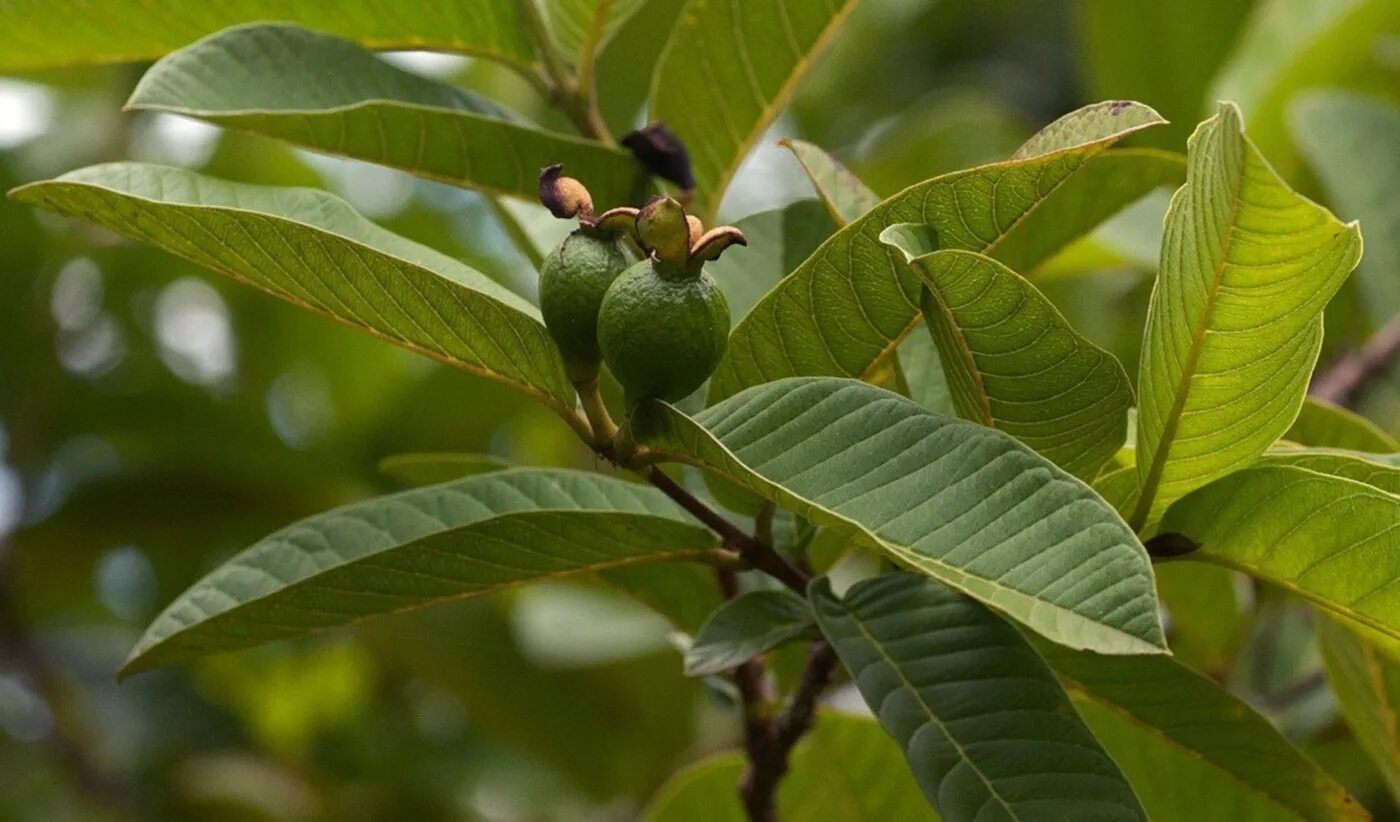 Гуайава Тропикана. Psidium guajava (гуава, псидиум). Гуайава Тропикана растение. Гуайава, гуава (Psidium guajava) дерево. Гуава земляничная
