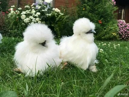 Китайские шелковые куры