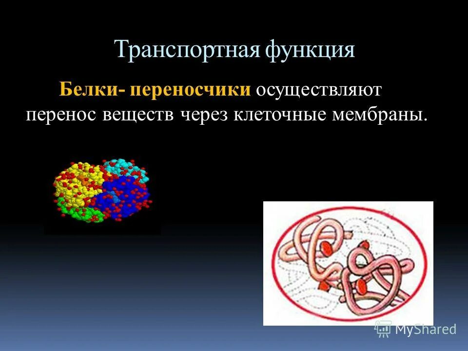 Особенности транспортной функции