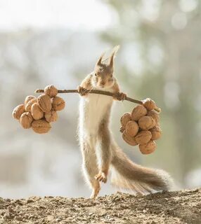 The photographer said about six squirrels regularly visit his homeCredit. 