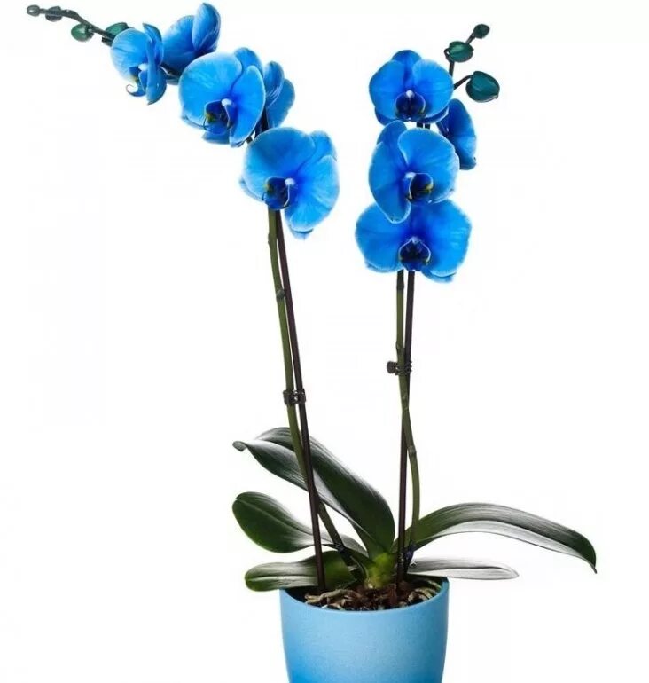 Орхидея Королевский голубой фаленопсис. Орхидея фаленопсис синяя. Орхидея фаленопсис Блю. Фаленопсис Роял Блю. Синяя орхидея в горшке