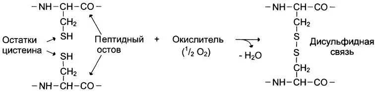 Образование дисульфидной связи. Образование дисульфидной связи в белках. Дисульфидные мостики в белках структура. Дисульфидная связь в структуре белка. Образование дисульфидных связей в белке.