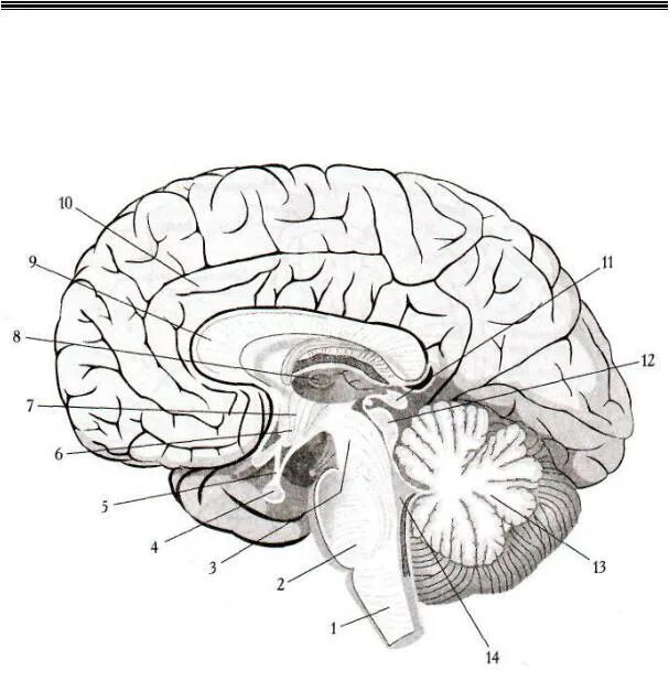 Сагиттальный разрез головного мозга анатомия. Медиальная поверхность головного мозга анатомия. Сагиттальный разрез головного мозга (медиальная поверхность). Сагиттальный разрез головного мозга рисунок.