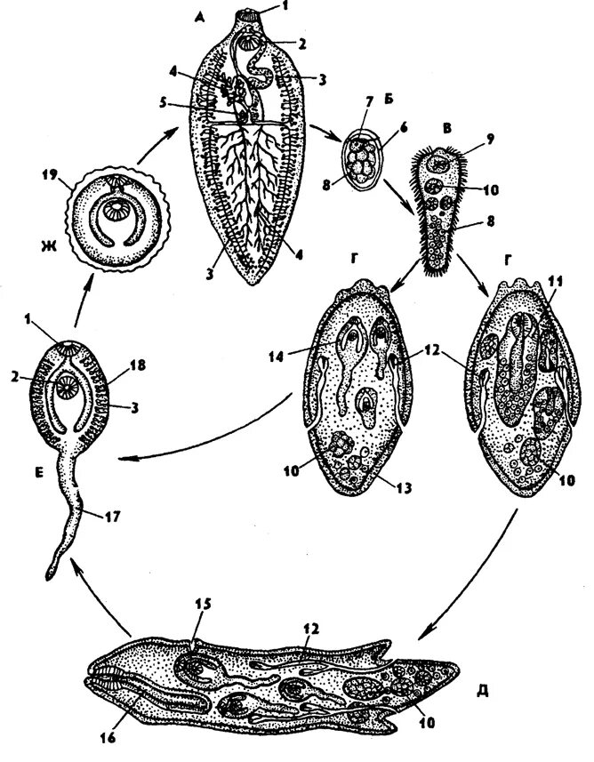 Спороцисты редии. Стадии жизненного цикла печеночного сосальщика. Стадии развития печеночного сосальщика яйцо. Цикл развития печеночного сосальщика. Мирацидий и церкарий.