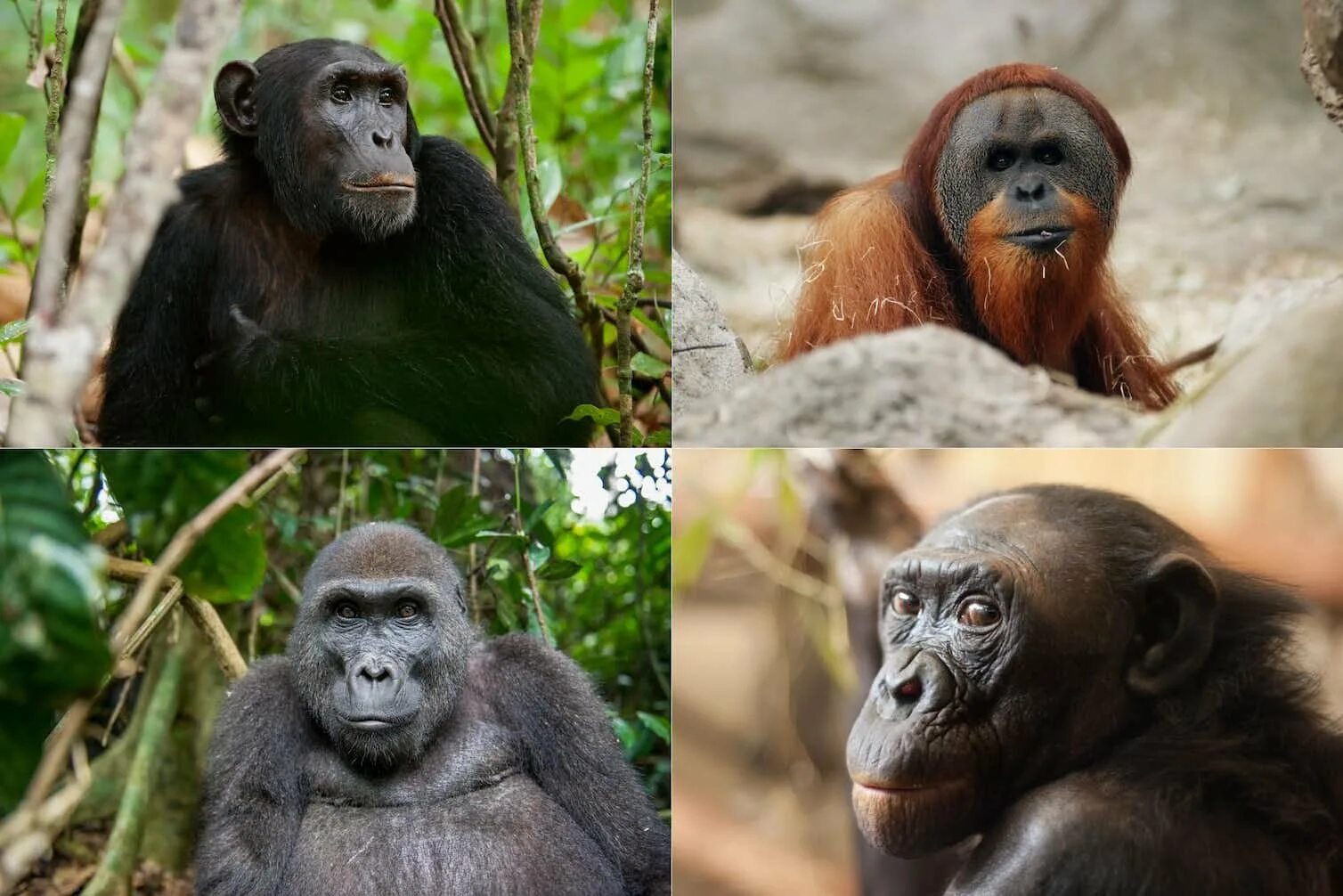 Орангутан и шимпанзе. Горилла и орангутанг. Горилла шимпанзе и орангутанг. Шимпанзе бонобо. Человекообразные обезьяны Гиббон орангутан.