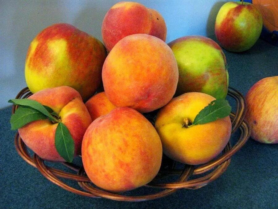 Peach apricot
