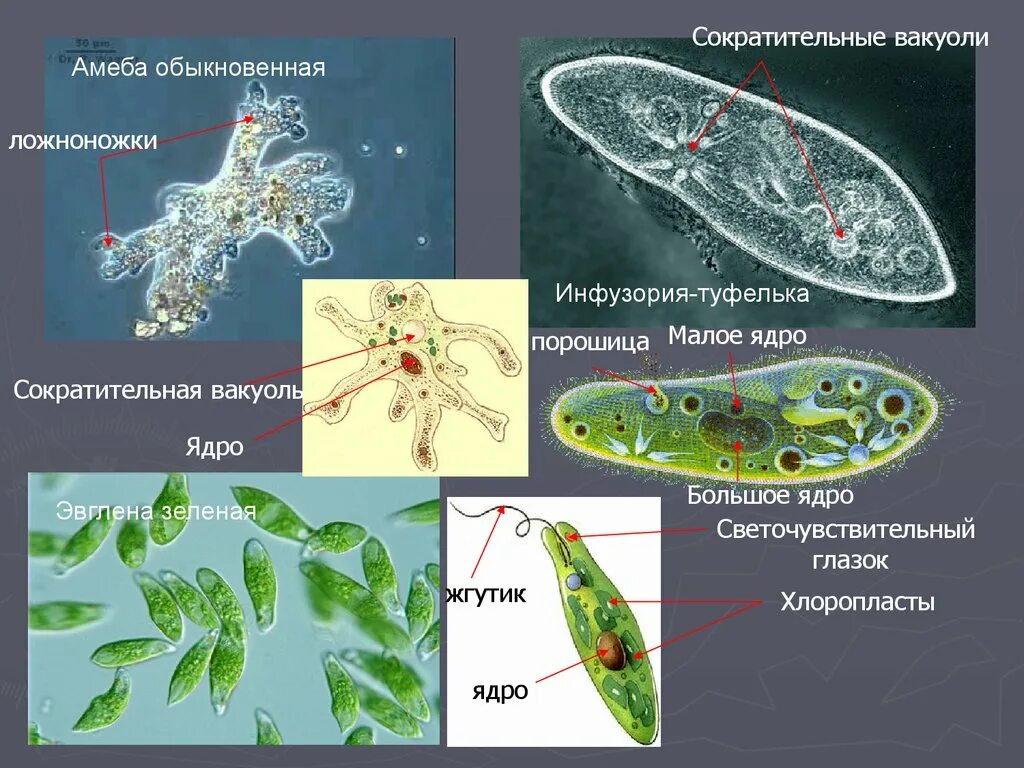 Амеба обыкновенная и инфузория туфелька. Эвглена зеленая и инфузория туфелька. Инфузория туфелька светочувствительный глазок. Строение инфузории эвглены зеленой. Инфузория туфелька порошица.