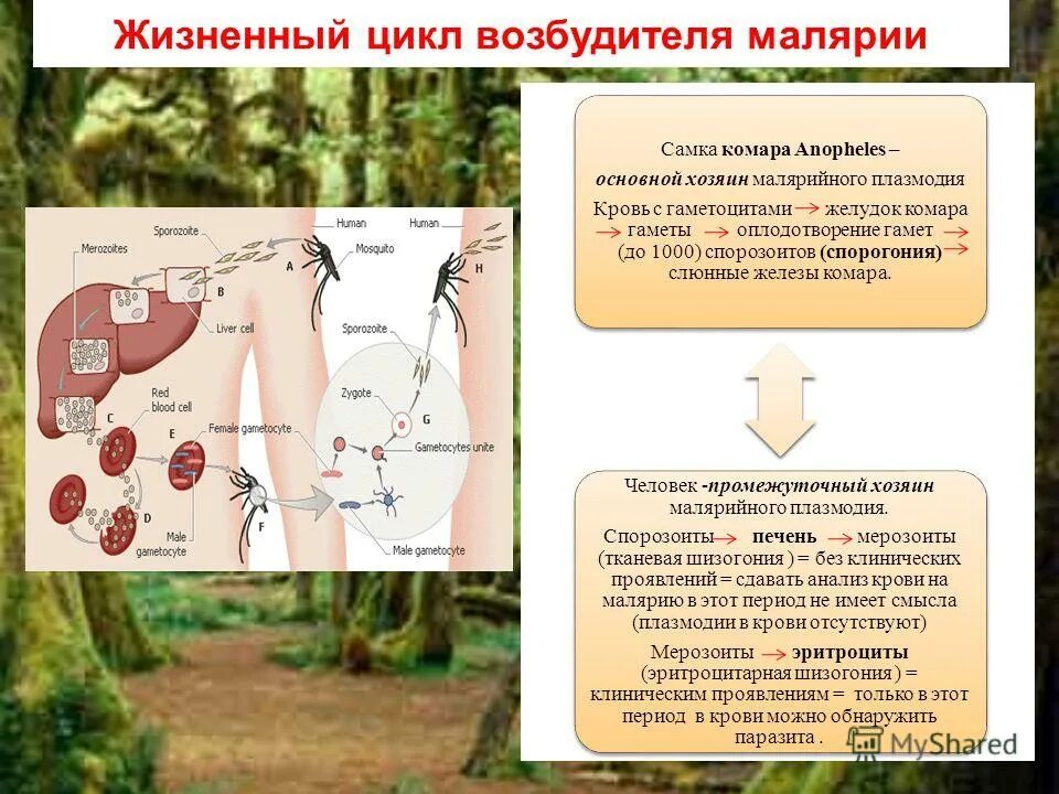 Основной механизм передачи возбудителя малярии