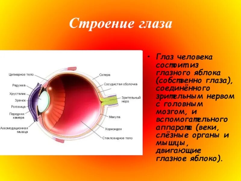 Строение глаза глазное яблоко. Строение глаза. Строение глазного яблока человека. Строение человеческого глаза. Строение глаза анатомия.