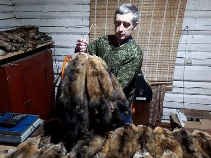 Аукцион соболя