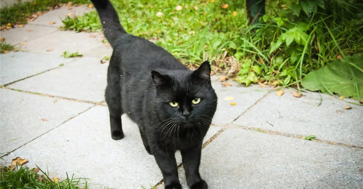 кошка перебежала дорогу примета. кошка перебежала дорогу примета. примета черная кошка перебежала дорогу. сёрная кошка на дороге. кошка перебежала дорогу примета.