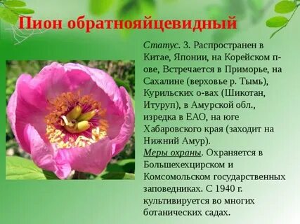 Красная книга приморских растений