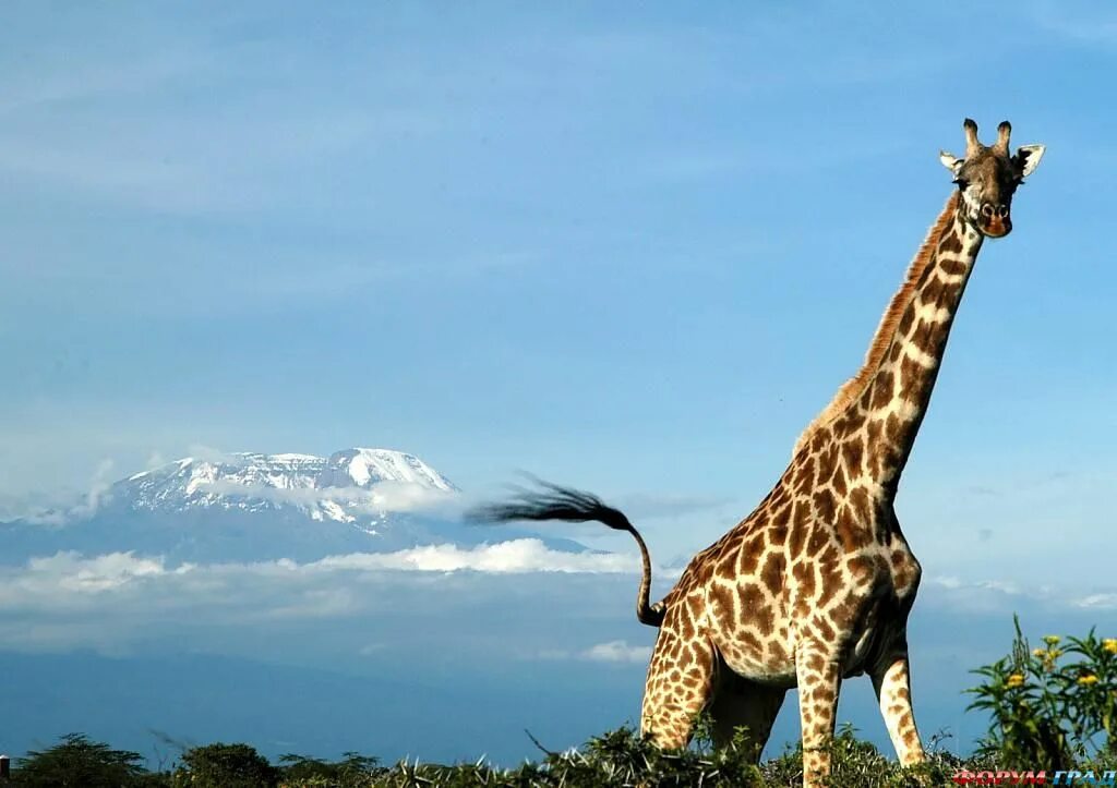 Жираф среда обитания. Килиманджаро Жираф. Сафари. Жираф во весь рост.