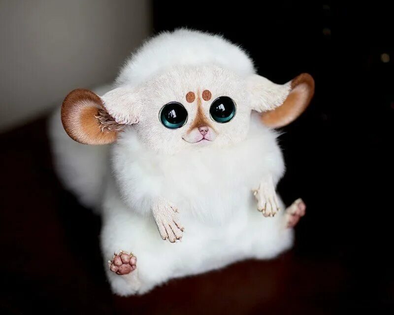 Мексиканский глазоулух. Глазоух. Глазоух. Мадагаскарский глазоухх. Мадагаскар кий глазоух.