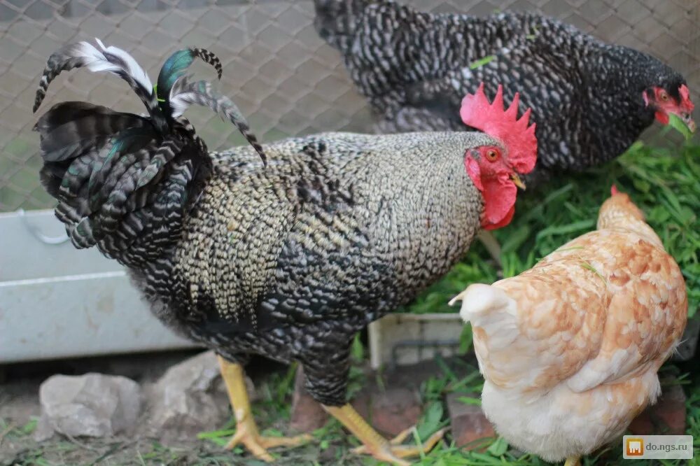 петух породы чешский доминант. куры породы доминант 959. петух породы доминант. порода петухов доминант. молодые петушки чешский доминант.