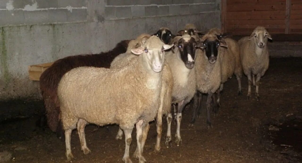 10 баранов. Овцы в россии. 10 овец. Бараны и овцы. 10 овец.