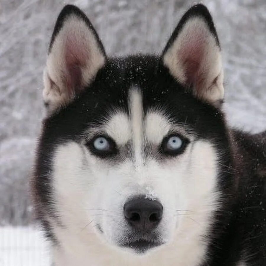 Хаски сейчас. Хаски сейчас. Грустная собака хаски. Хаски молодой. Хаски центр аквилон.