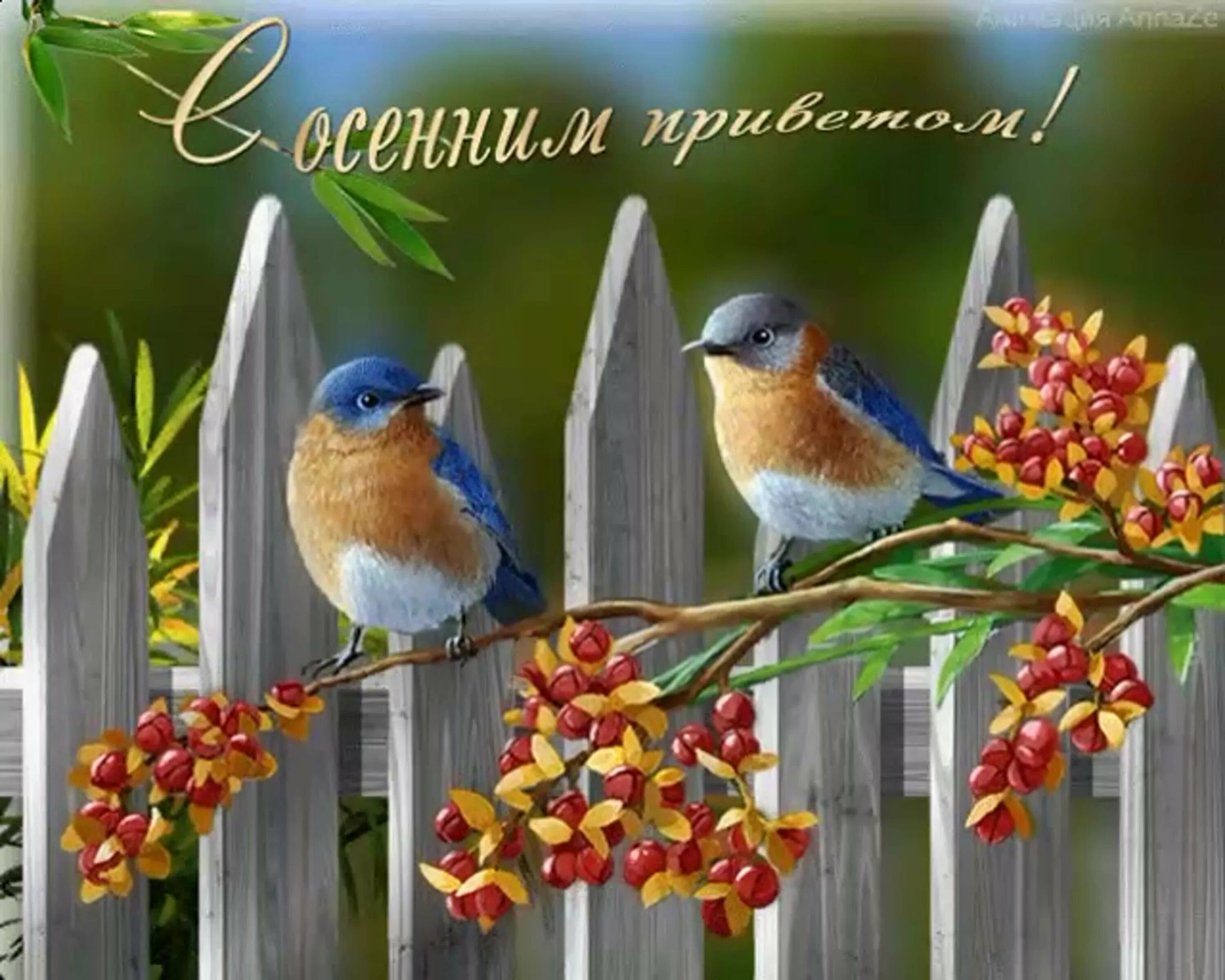 Доброе весеннее утро среды и хорошего настроения. Доброе утро птицы. доброе утро птички. доброе осеннее утро с птицами. доброго дня с птицами.