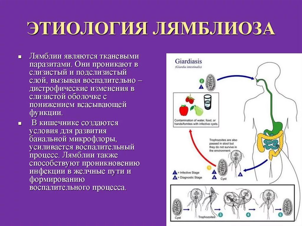 После лечения лямблиоза. Симптомы заражения лямблиями. Лямблиоз симптомы. Лямблия вызывает заболевание.